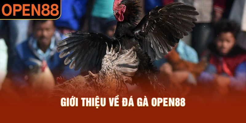 Đá gà Open88 hoành tráng