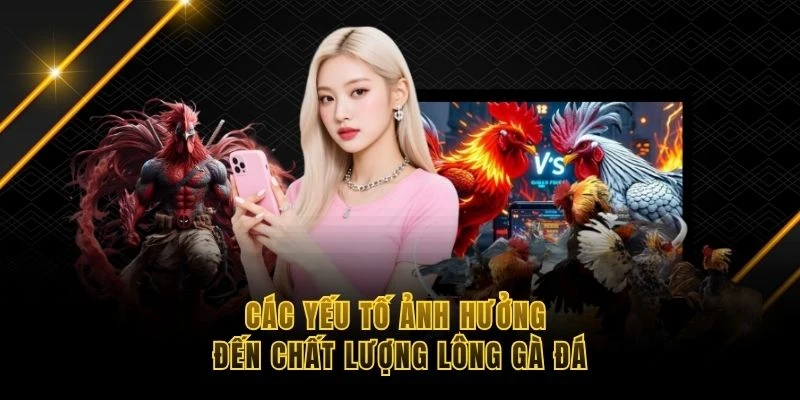 Các yếu tố ảnh hưởng đến chất lượng lông gà đá