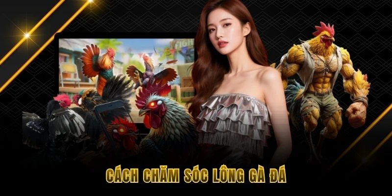 Cách chăm sóc lông gà đá 